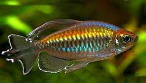 Конго аквариумна риба: съдържание, съвместимост, снимка, размножаване